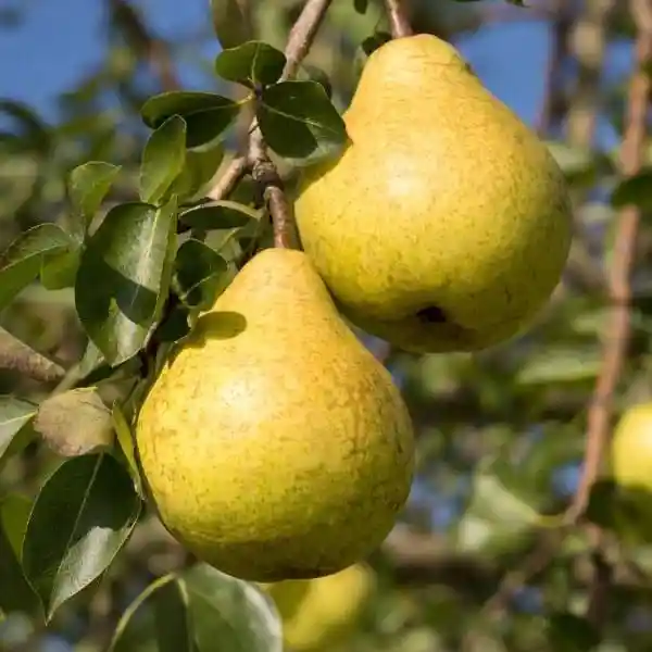 Pirnipuud