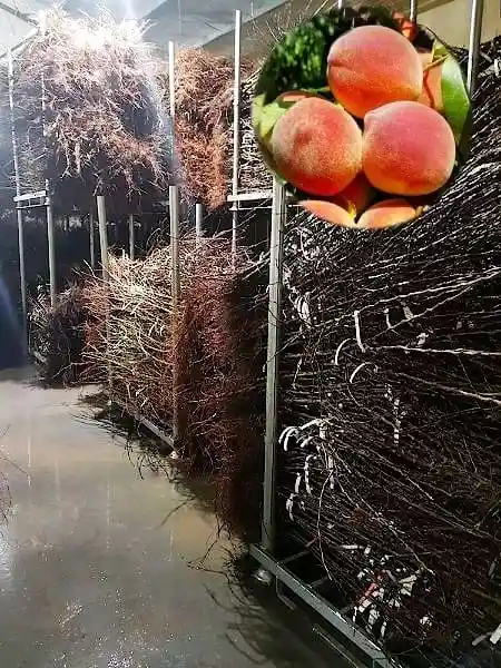 Komplektid