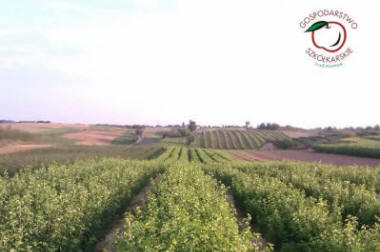 lastepuude tootmine ja jaotamine Poolas