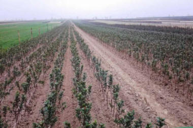 lastepuude tootmine ja jaotamine Poolas