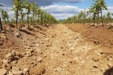 lastepuude tootmine ja jaotamine Poolas