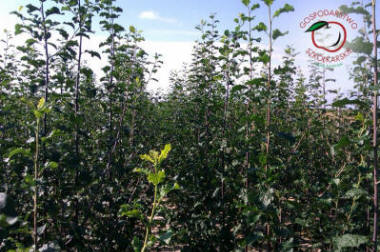 lastepuude tootmine ja jaotamine Poolas