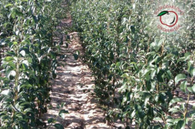 lastepuude tootmine ja jaotamine Poolas