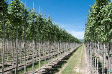 lastepuude tootmine ja jaotamine Poolas