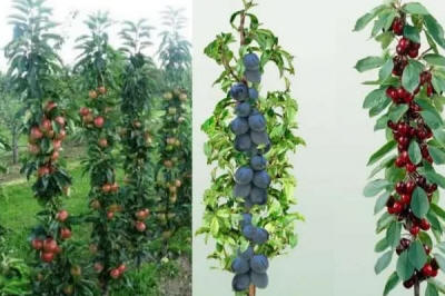 lastepuude tootmine ja jaotamine Poolas