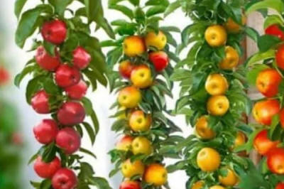 lastepuude tootmine ja jaotamine Poolas