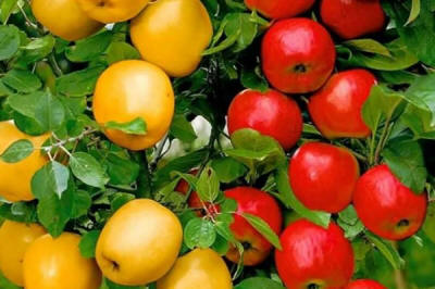 lastepuude tootmine ja jaotamine Poolas