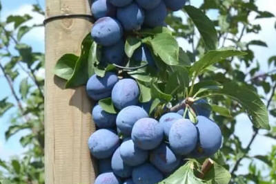 lastepuude tootmine ja jaotamine Poolas