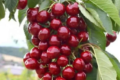 lastepuude tootmine ja jaotamine Poolas