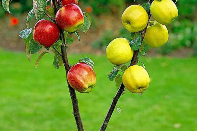 lastepuude tootmine ja jaotamine Poolas