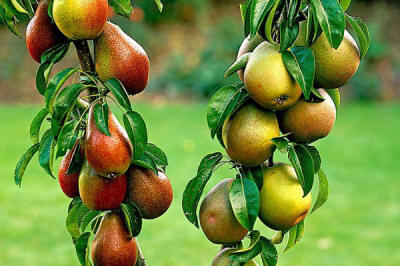 lastepuude tootmine ja jaotamine Poolas