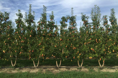 lastepuude tootmine ja jaotamine Poolas