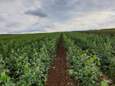 lastepuude tootmine ja jaotamine Poolas