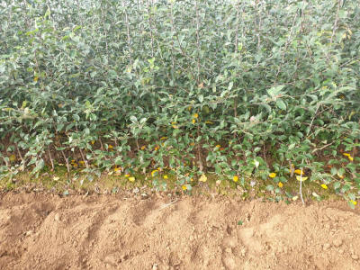 lastepuude tootmine ja jaotamine Poolas