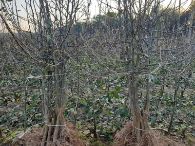 lastepuude tootmine ja jaotamine Poolas