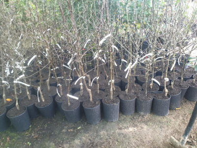 lastepuude tootmine ja jaotamine Poolas