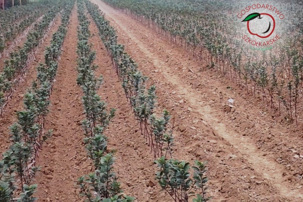 taimematerjal, tootmine ja jaotus Poolas