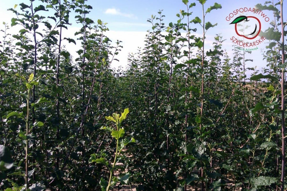 taimematerjal, tootmine ja jaotus Poolas