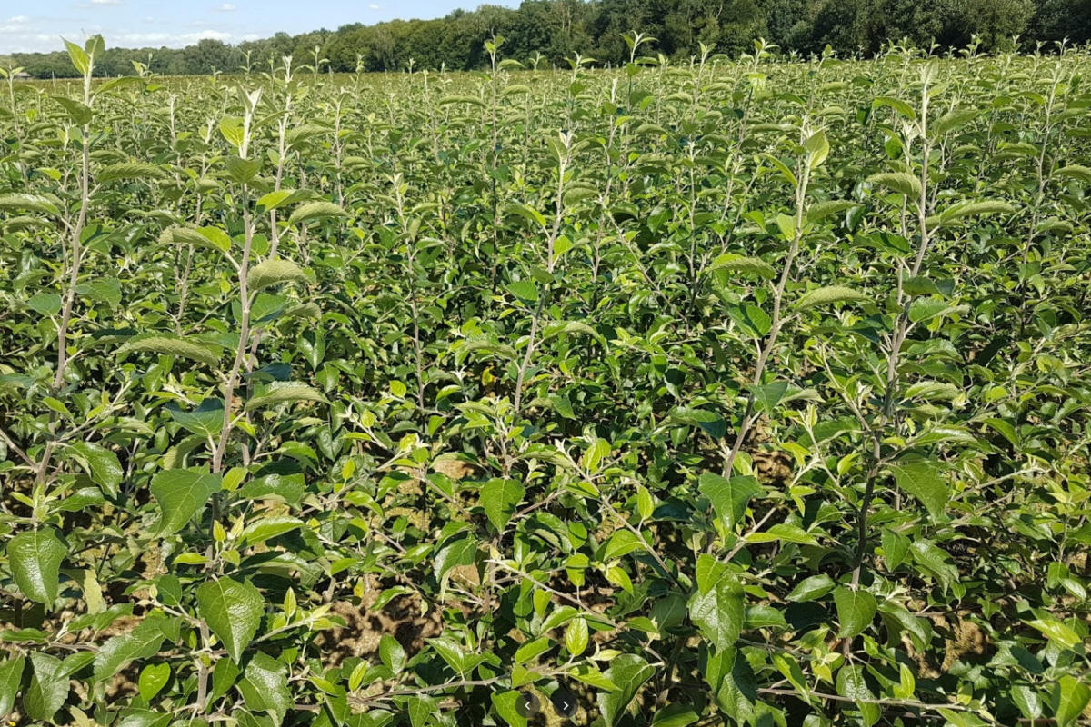 taimematerjal, tootmine ja jaotus Poolas